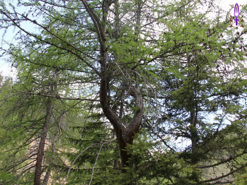 Croix de Lumière, Photo de la Série R No 98 