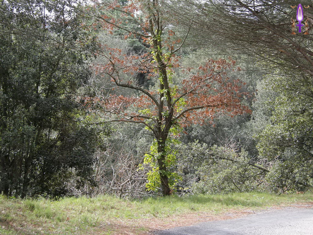 Croix de Lumière, Photo de la Série R No 102 
