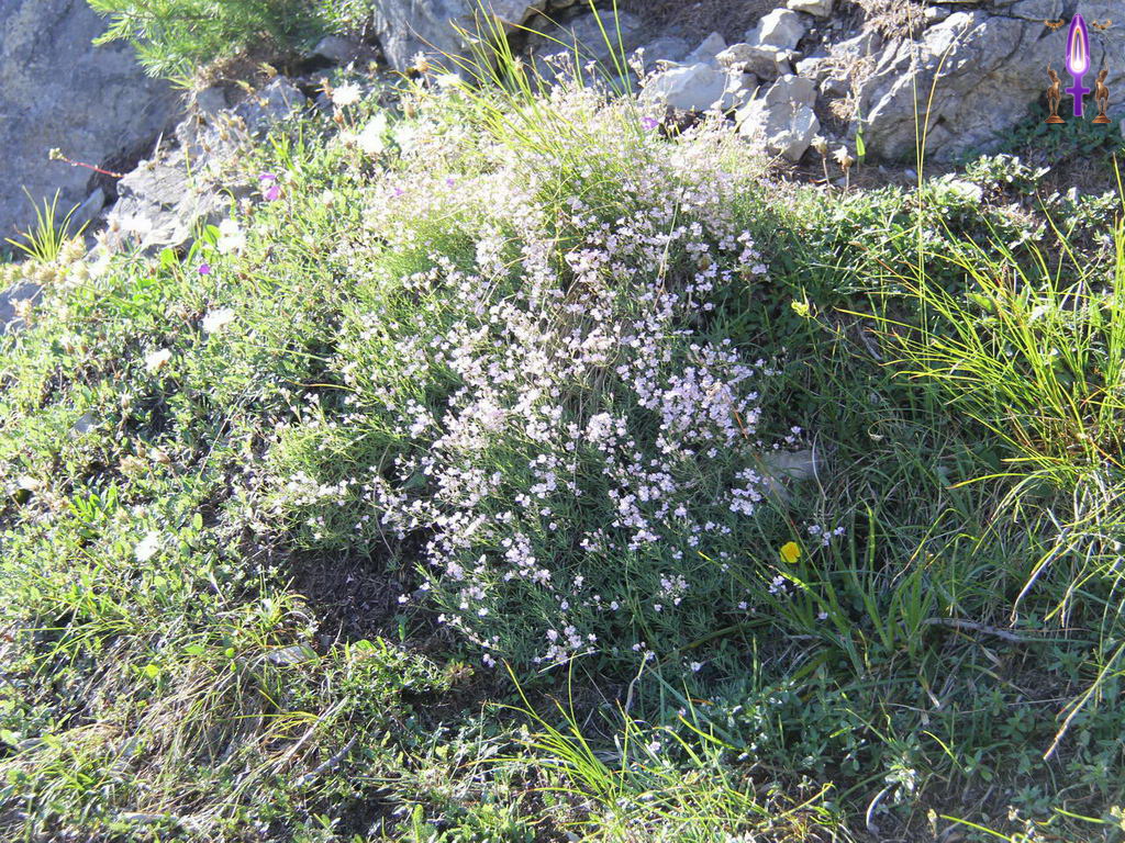 Croix de Lumière, Photo de la Série R No 106 