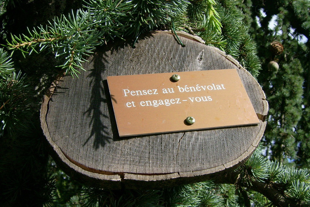 Croix de Lumière,, Arbre de Réagir, photo d'Isapierre No 1...