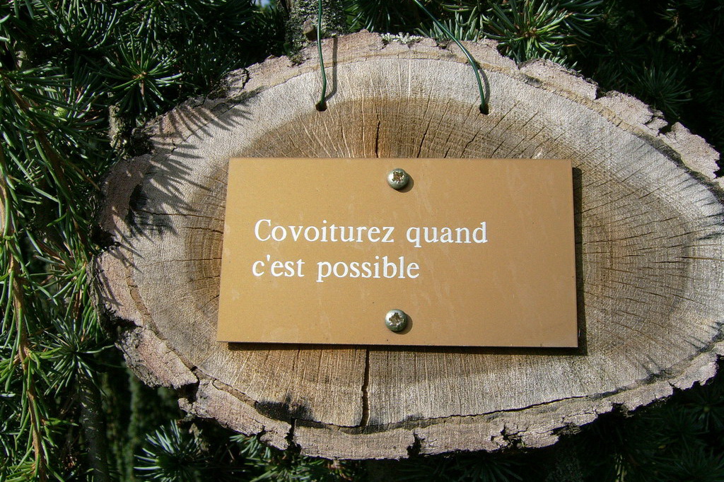 Croix de Lumière,, Arbre de Réagir, photo d'Isapierre No 3...