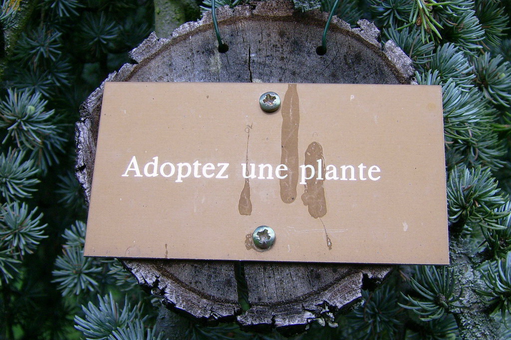 Croix de Lumière,, Arbre de Réagir, photo d'Isapierre No 6...