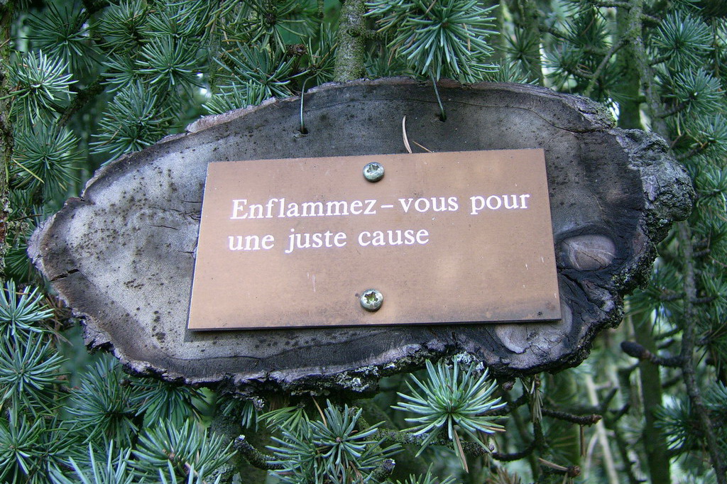 Croix de Lumière,, Arbre de Réagir, photo d'Isapierre No 9...