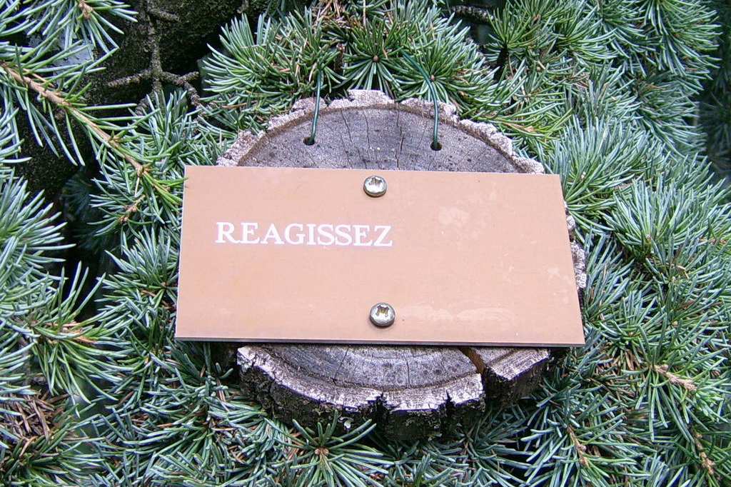 Croix de Lumière,, Arbre de Réagir, photo d'Isapierre No 11...