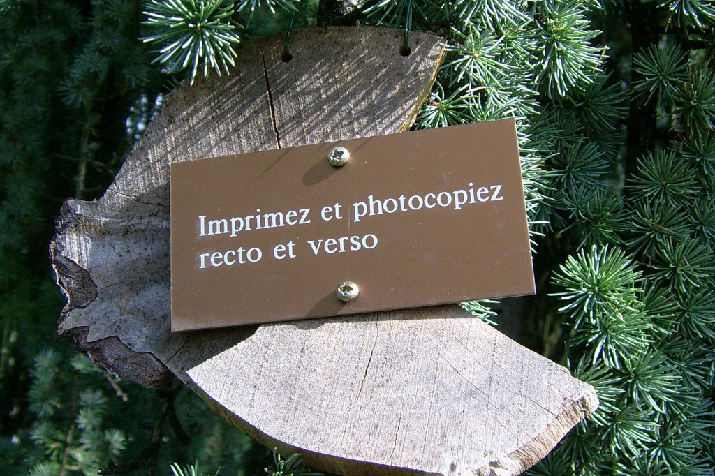 Croix de Lumière,, Arbre de Réagir, photo d'Isapierre No 20...