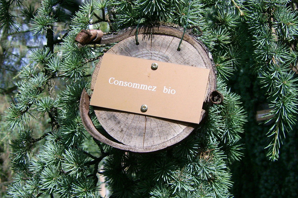 Croix de Lumière,, Arbre de Réagir, photo d'Isapierre No 21...