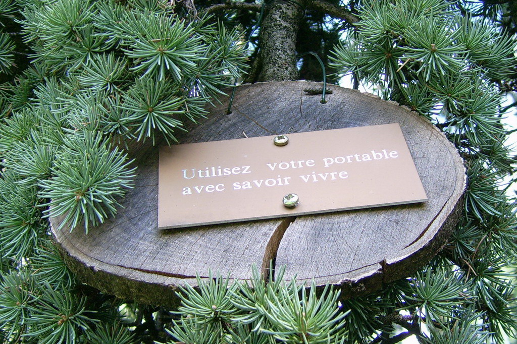 Croix de Lumière,, Arbre de Réagir, photo d'Isapierre No 26...