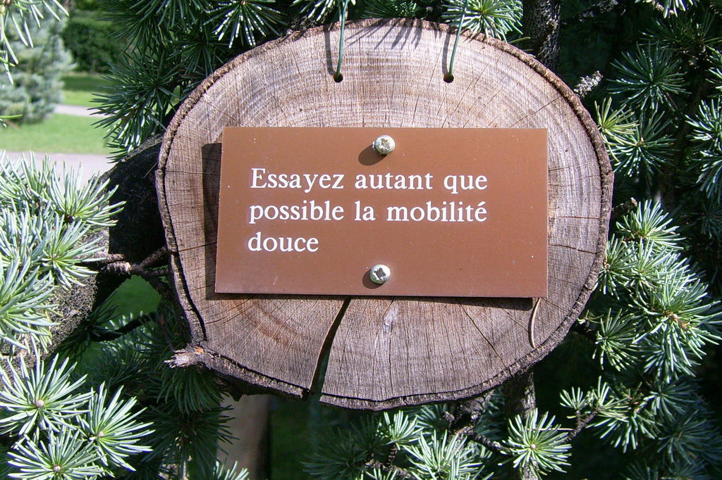 Croix de Lumière,, Arbre de Réagir, photo d'Isapierre No 28...