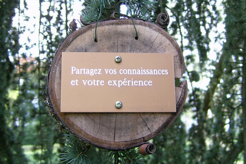 Croix de Lumière,, Arbre de Réagir, photo d'Isapierre No 31...