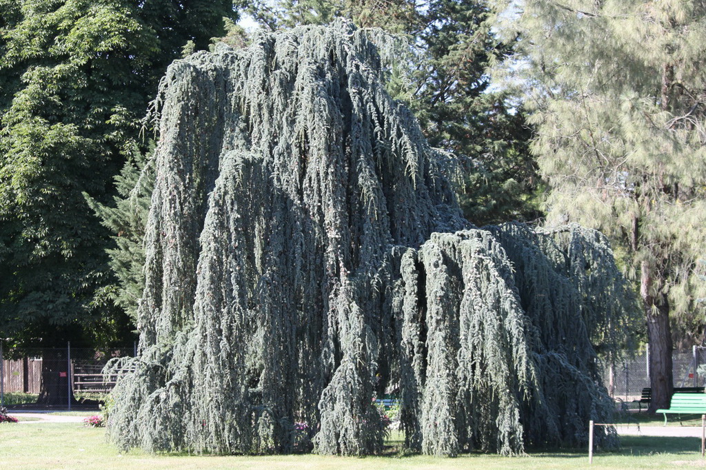 Croix de Lumière,, Arbre de Réagir, photo d'Isapierre No 36...