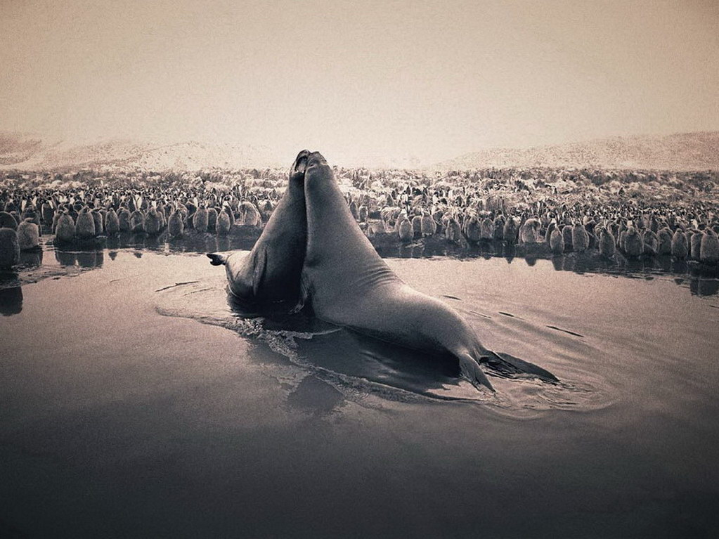 Croix de Lumière, Photo Ashes and snow No 44 