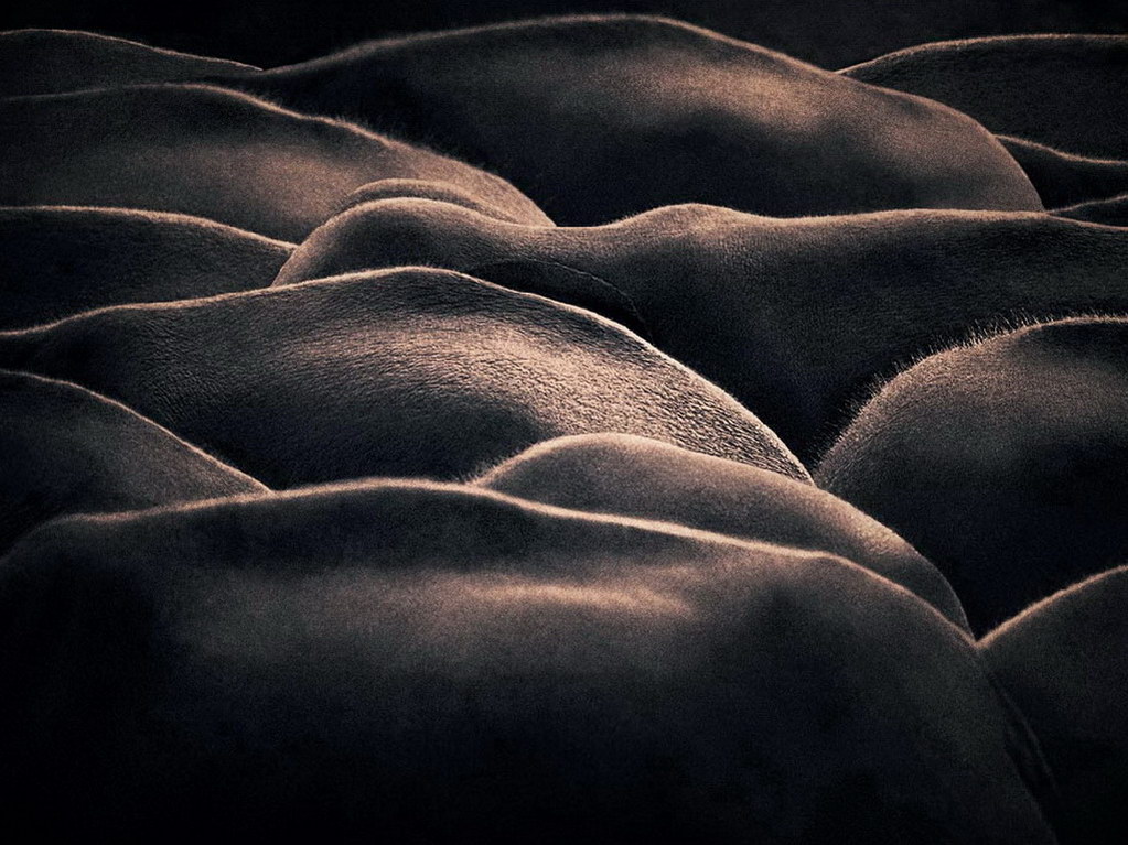 Croix de Lumière, Photo Ashes and snow No 58 