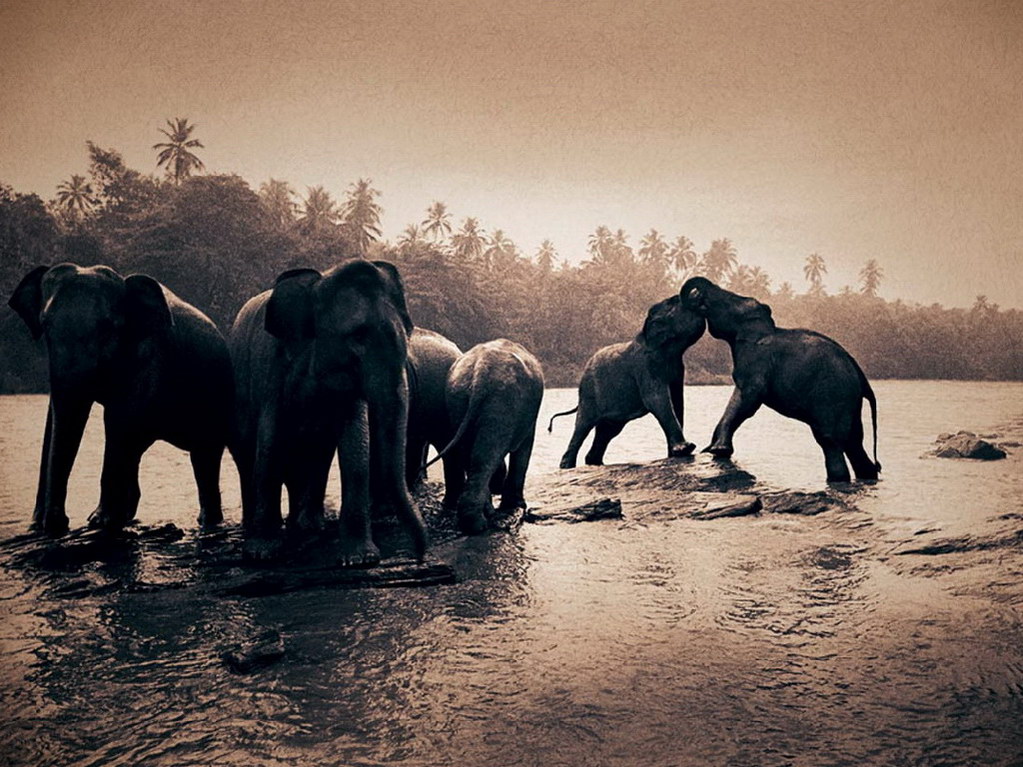 Croix de Lumière, Photo Ashes and snow No 69 