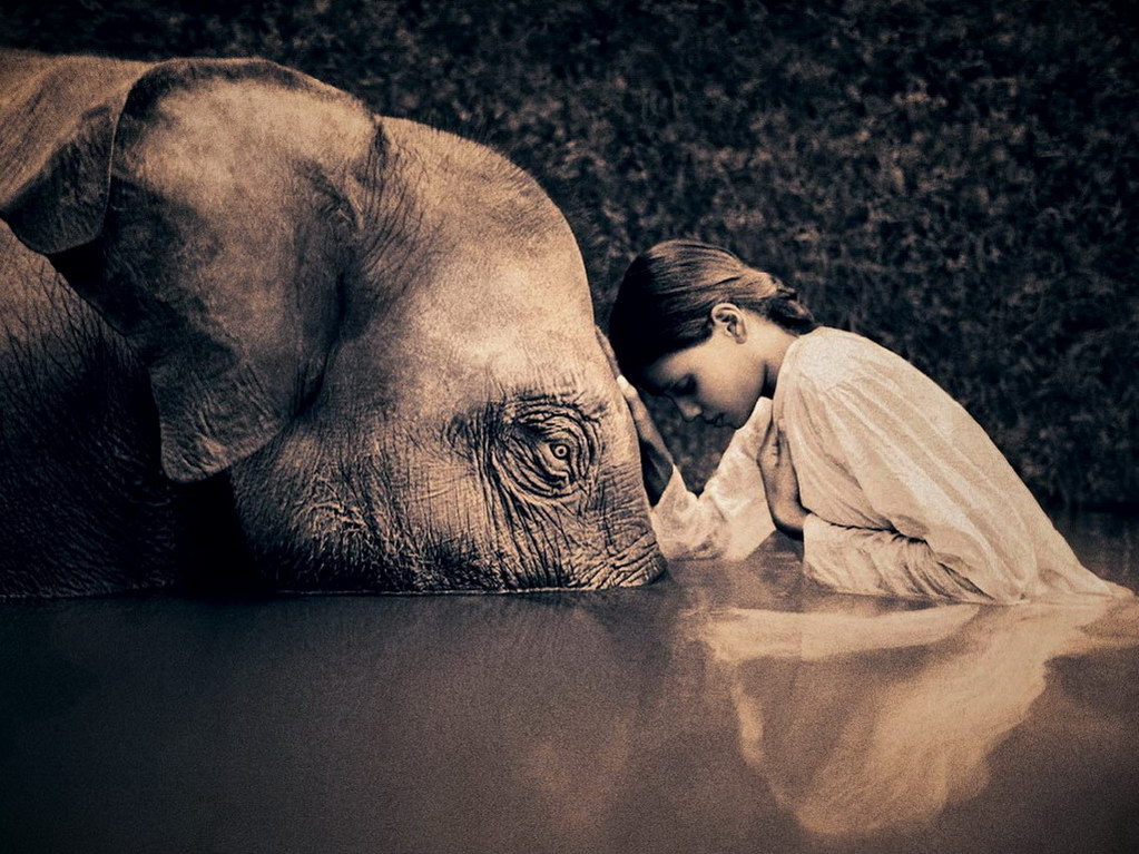 Croix de Lumière, Photo Ashes and snow No 71 