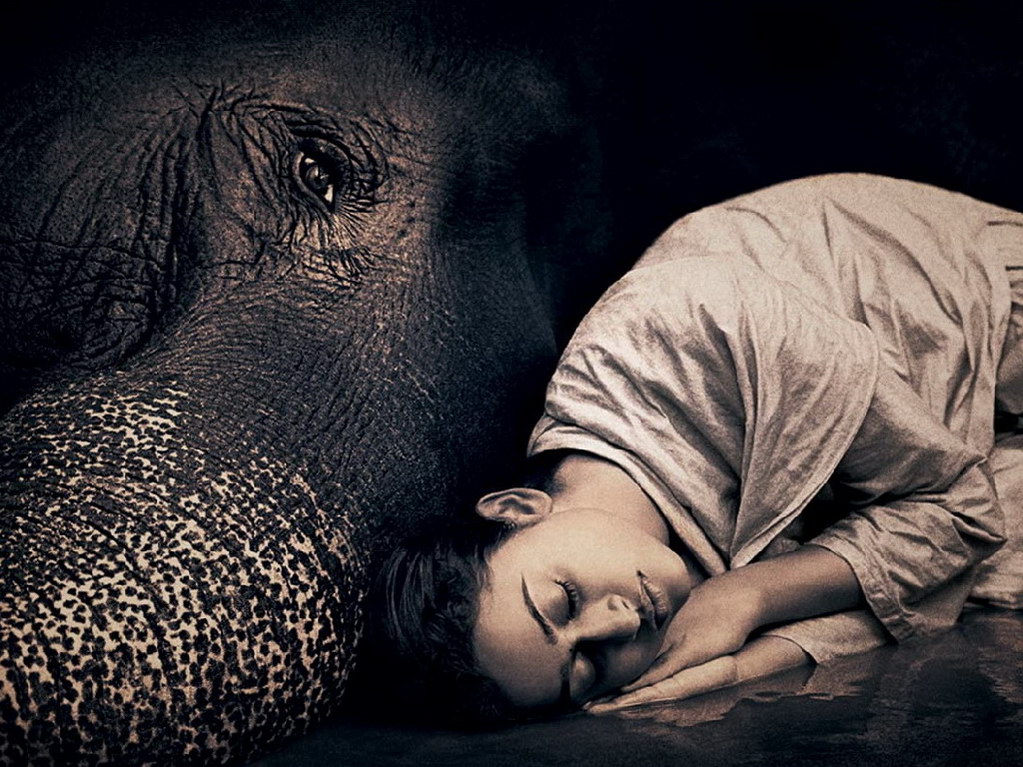 Croix de Lumière, Photo Ashes and snow No 72 