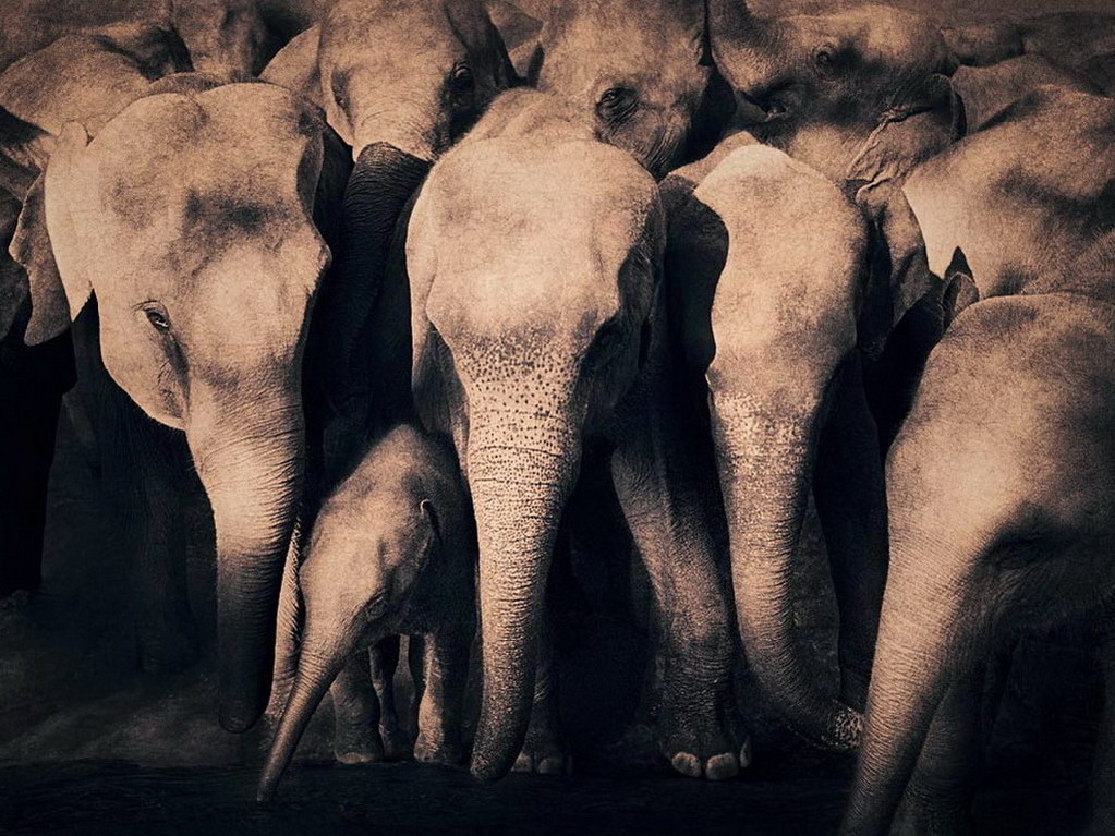 Croix de Lumière, Photo Ashes and snow No 73 