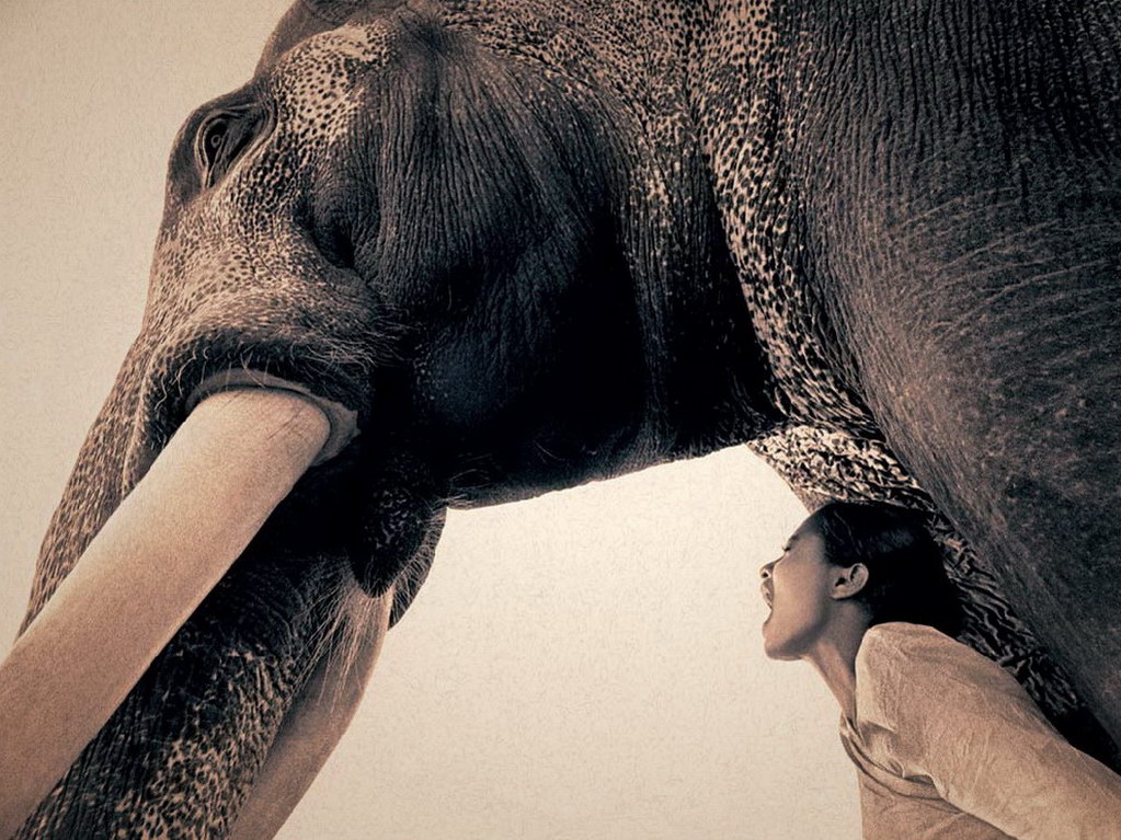 Croix de Lumière, Photo Ashes and snow No 77 