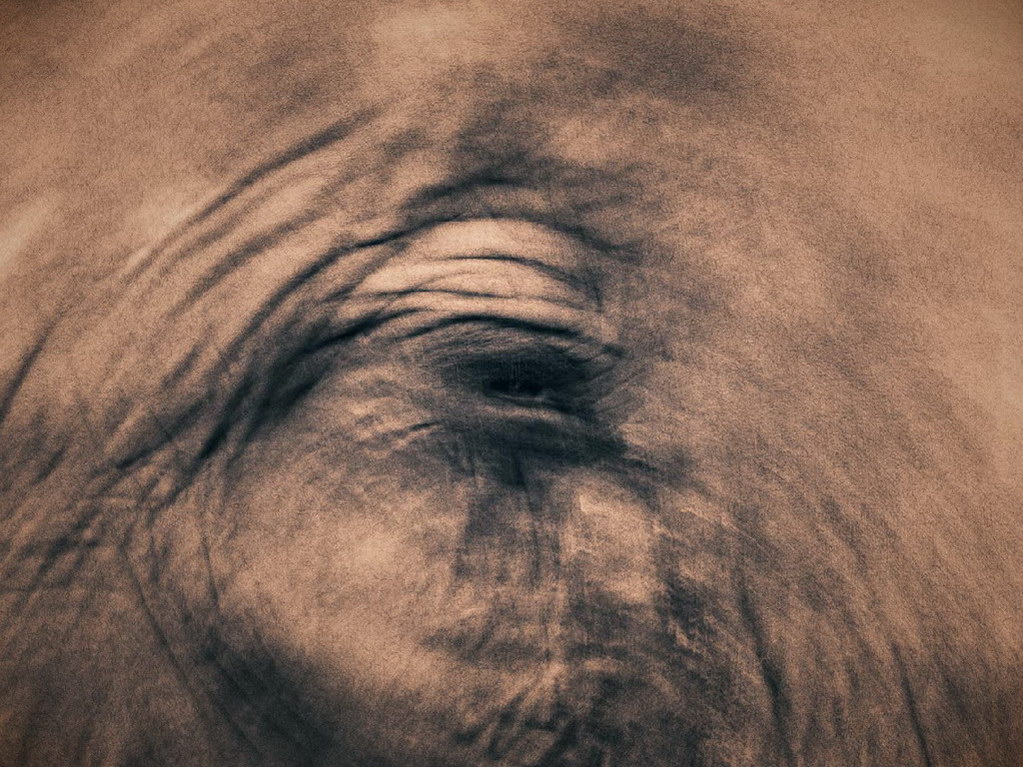 Croix de Lumière, Photo Ashes and snow No 95 