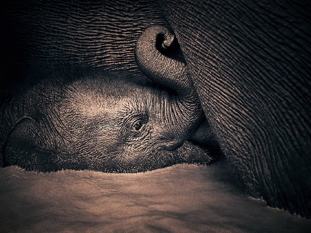 Croix de Lumière, Photo Ashes and snow No 99 