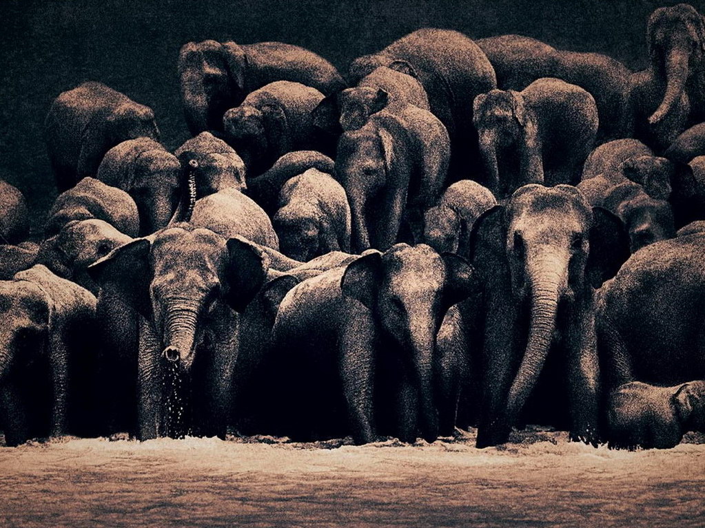 Croix de Lumière, Photo Ashes and snow No 103 