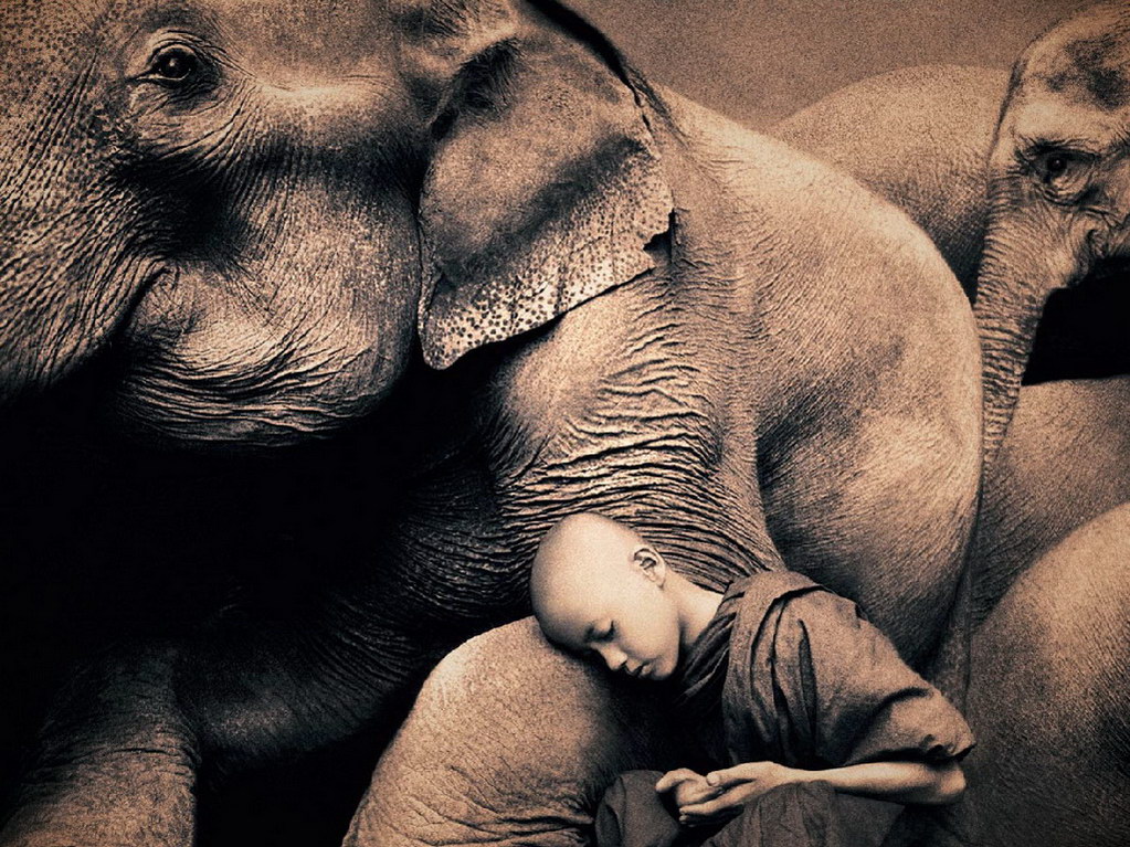 Croix de Lumière, Photo Ashes and snow No 104 