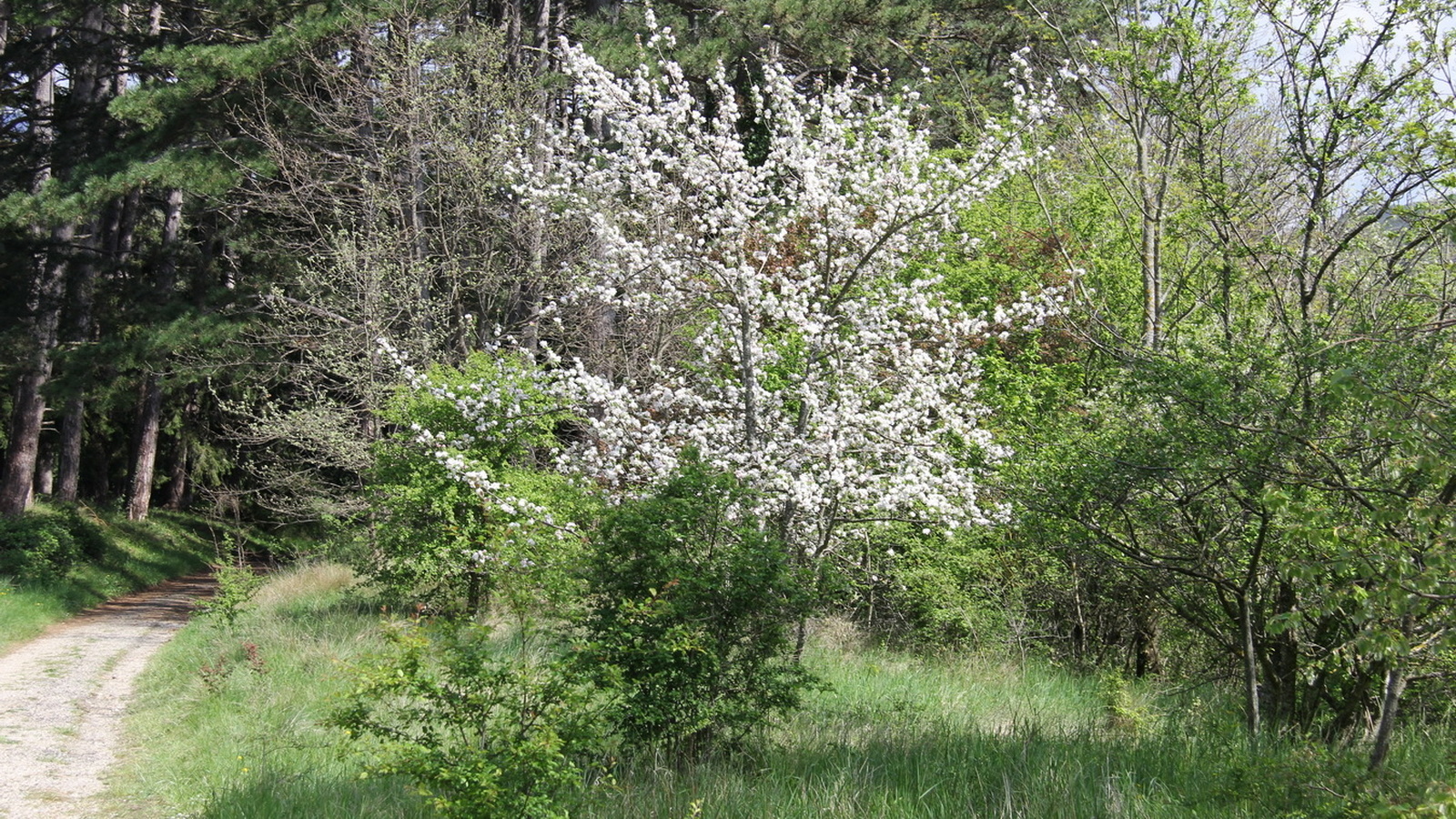 Rêve ou Réalité à Dieulefit... Oui bien sûr !!! No 114 