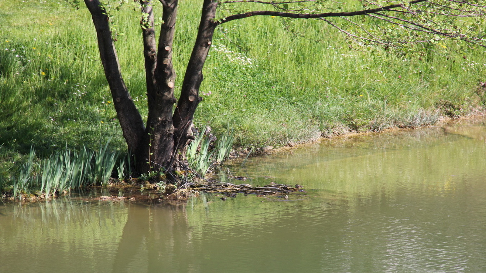 Rêve ou Réalité à Dieulefit... Oui bien sûr !!! No 165 