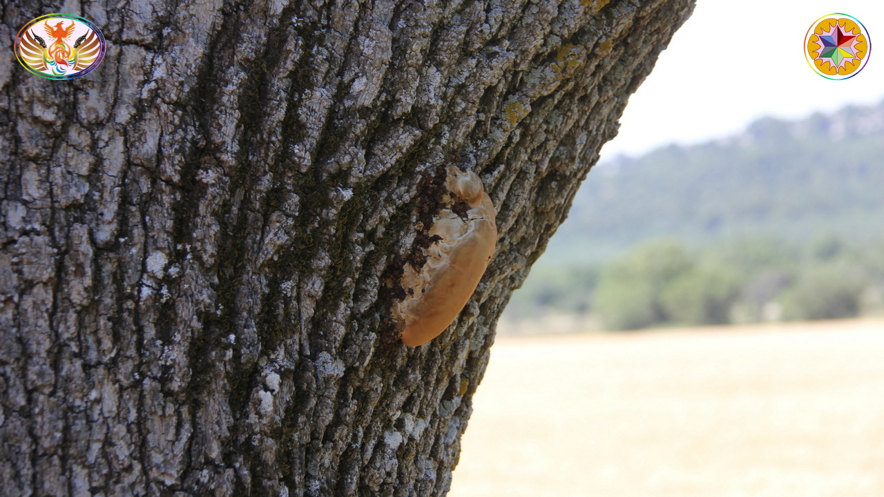 Croix de Lumière, Image de la Sainte-Baume d'Isapierre No 003 