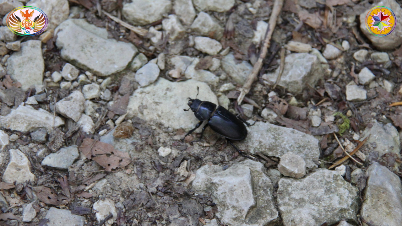 Croix de Lumière, Image de la Sainte-Baume d'Isapierre No 004 