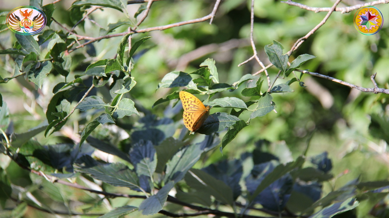 Croix de Lumière, Image de la Sainte-Baume d'Isapierre No 025 