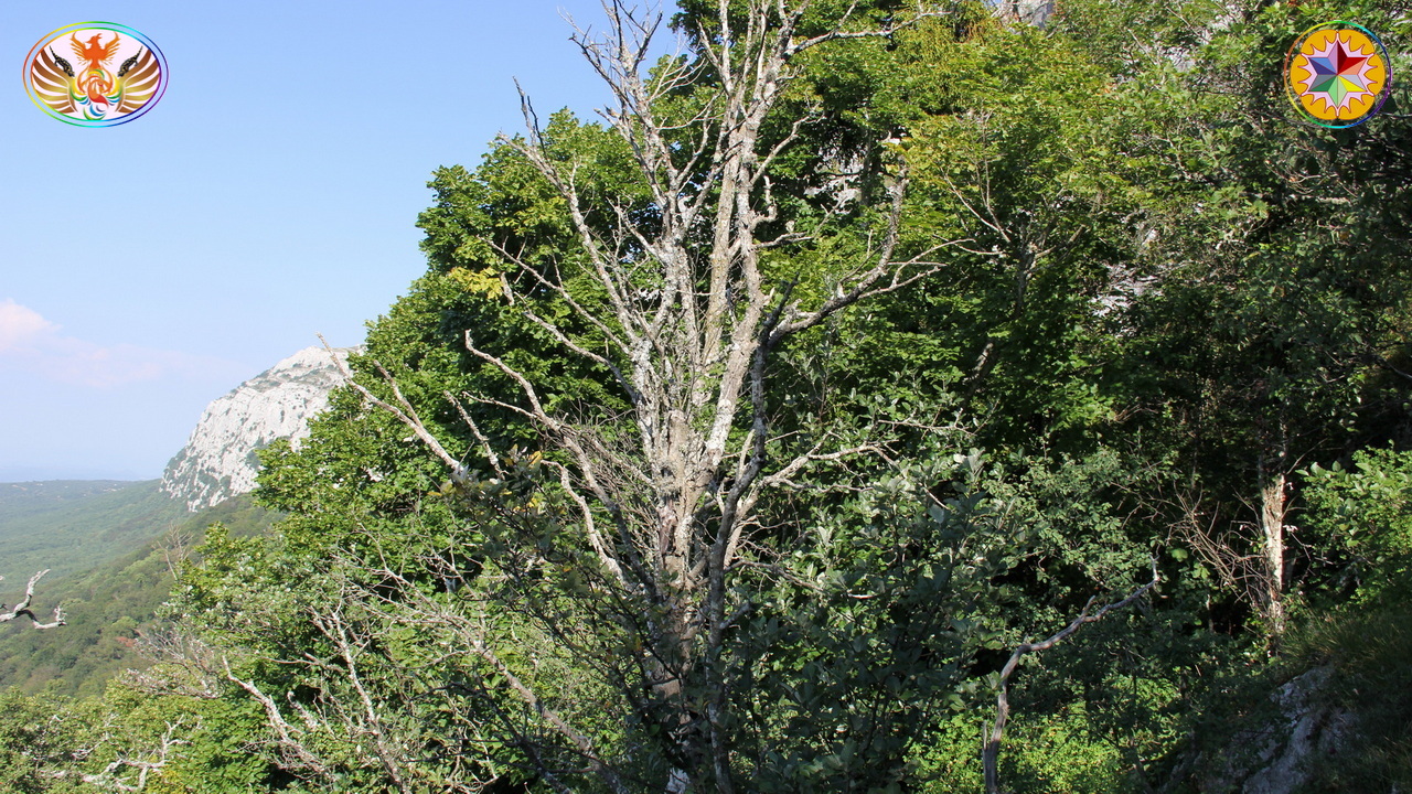 Croix de Lumière, Image de la Sainte-Baume d'Isapierre No 029 