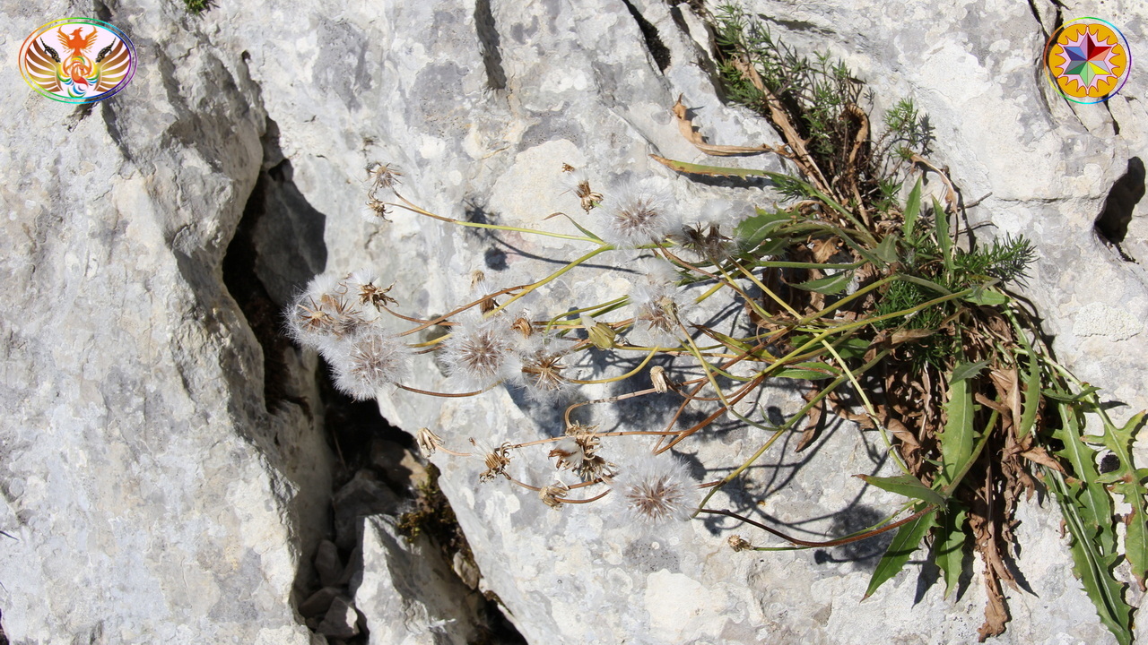 Croix de Lumière, Image de la Sainte-Baume d'Isapierre No 034 