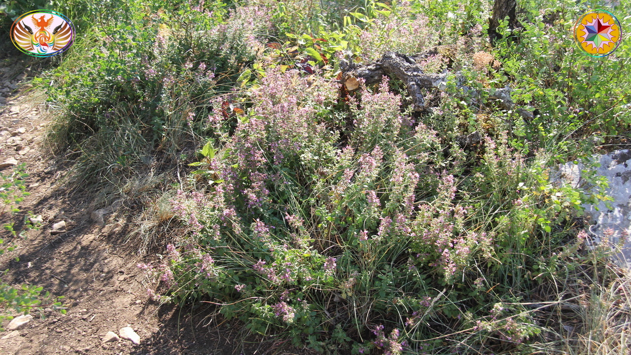 Croix de Lumière, Image de la Sainte-Baume d'Isapierre No 040 
