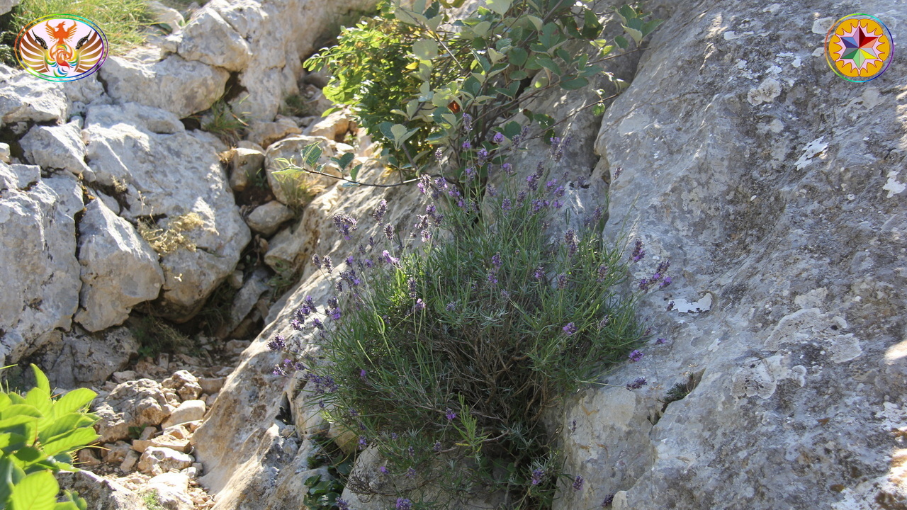 Croix de Lumière, Image de la Sainte-Baume d'Isapierre No 043 