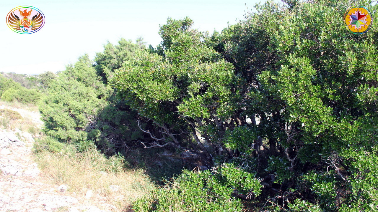 Croix de Lumière, Image de la Sainte-Baume d'Isapierre No 069 