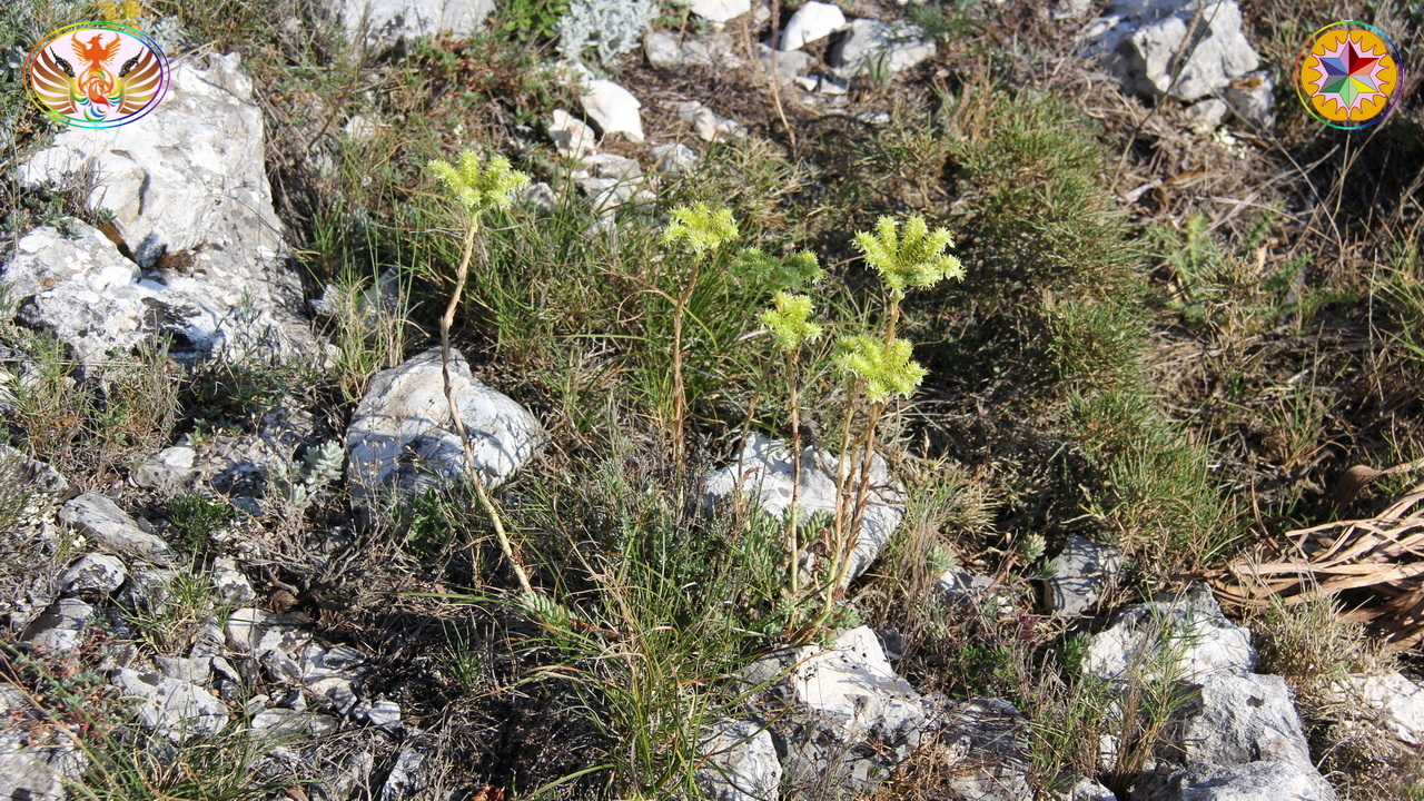 Croix de Lumière, Image de la Sainte-Baume d'Isapierre No 076 
