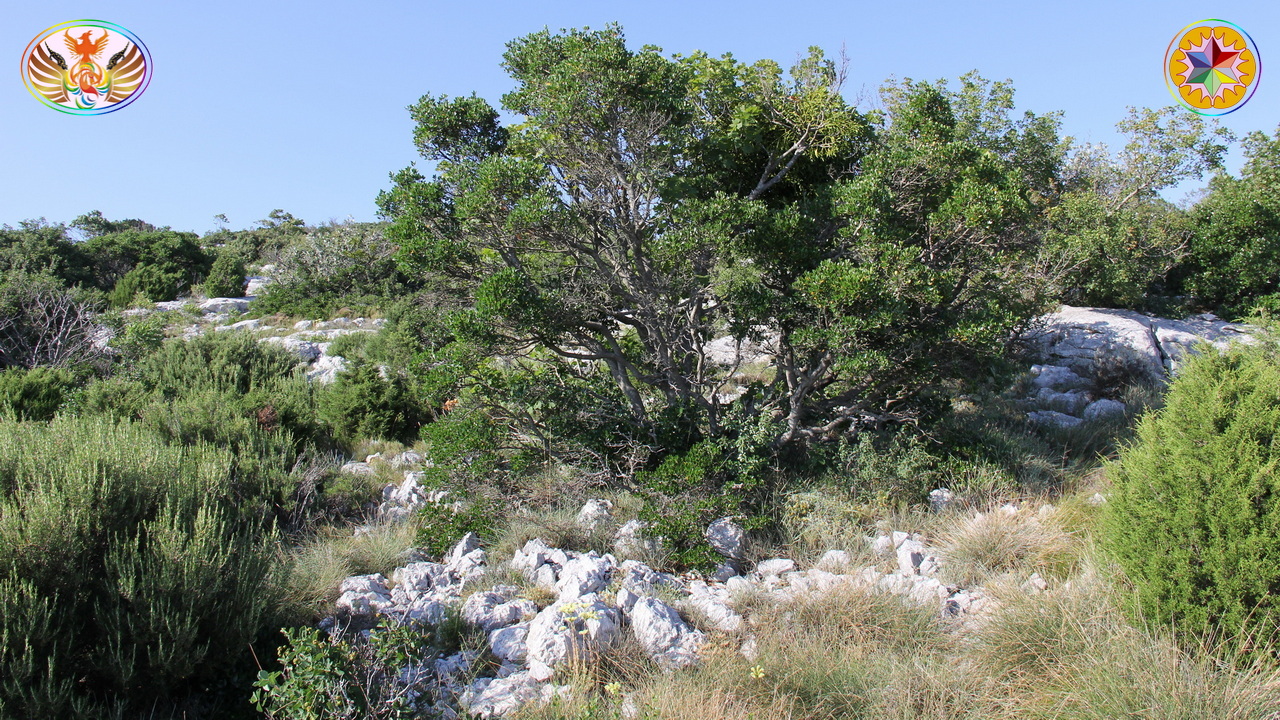 Croix de Lumière, Image de la Sainte-Baume d'Isapierre No 081 