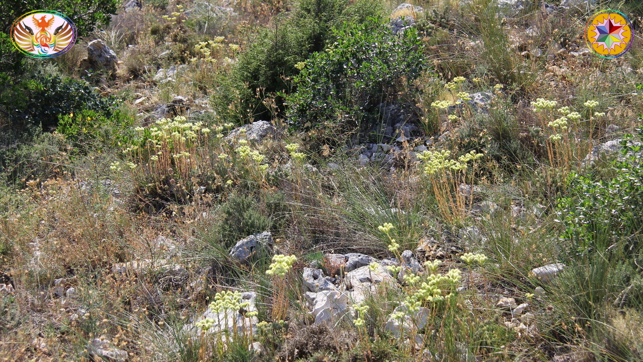 Croix de Lumière, Image de la Sainte-Baume d'Isapierre No 087 