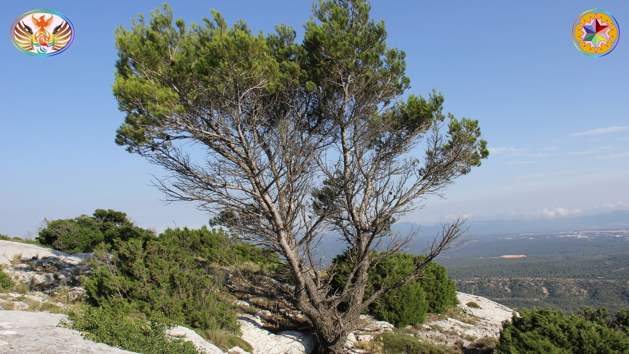 Croix de Lumière, Image de la Sainte-Baume d'Isapierre No 106 