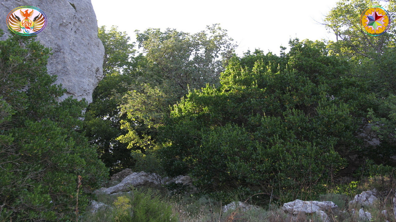 Croix de Lumière, Image de la Sainte-Baume d'Isapierre No 128 