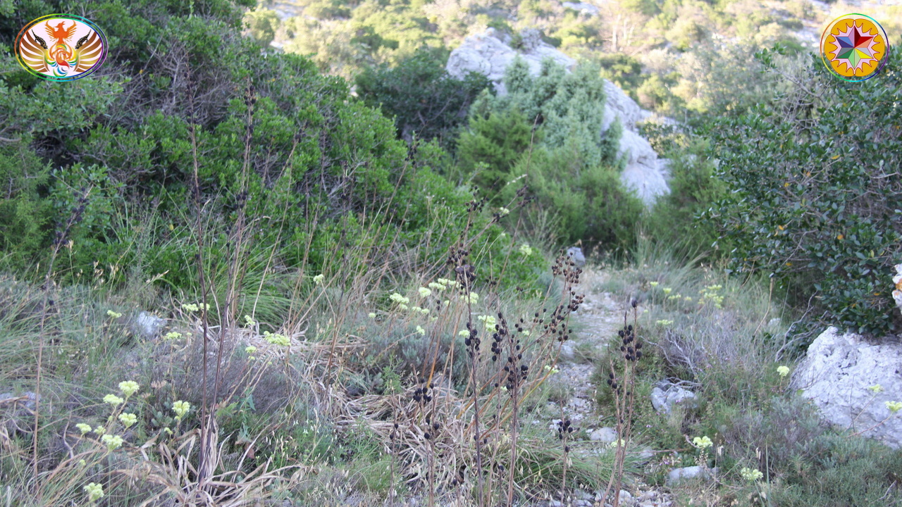 Croix de Lumière, Image de la Sainte-Baume d'Isapierre No 129 