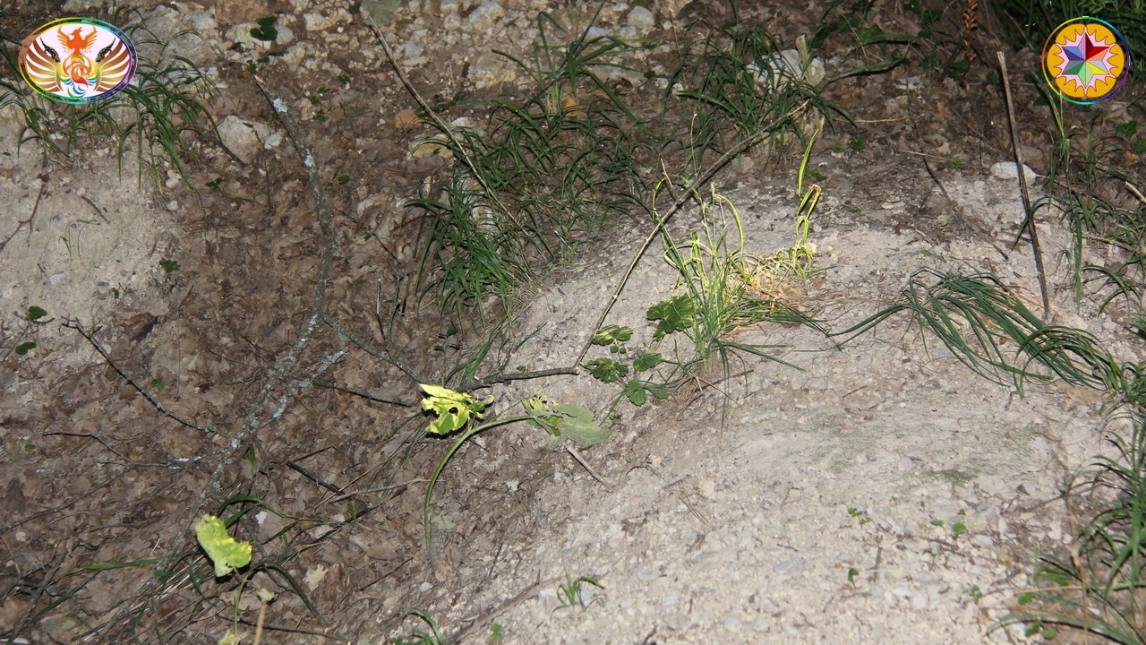 Croix de Lumière, Image de la Sainte-Baume d'Isapierre No 1010 
