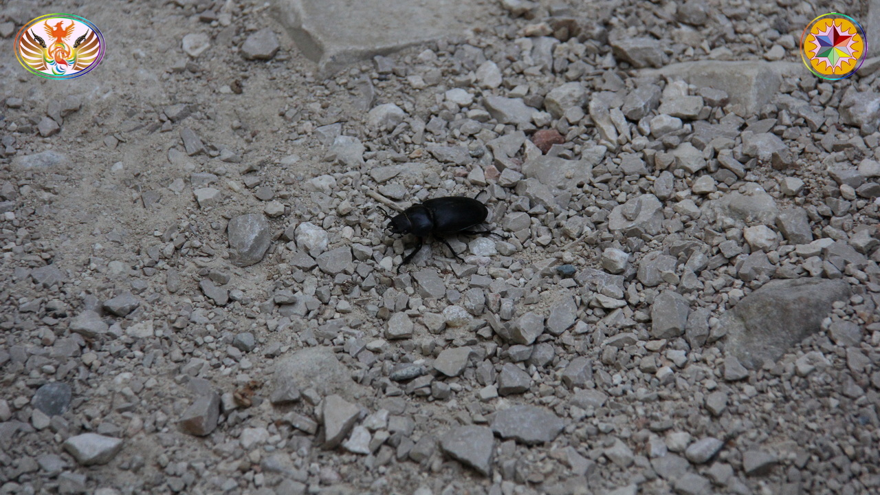 Croix de Lumière, Image de la Sainte-Baume d'Isapierre No 185 