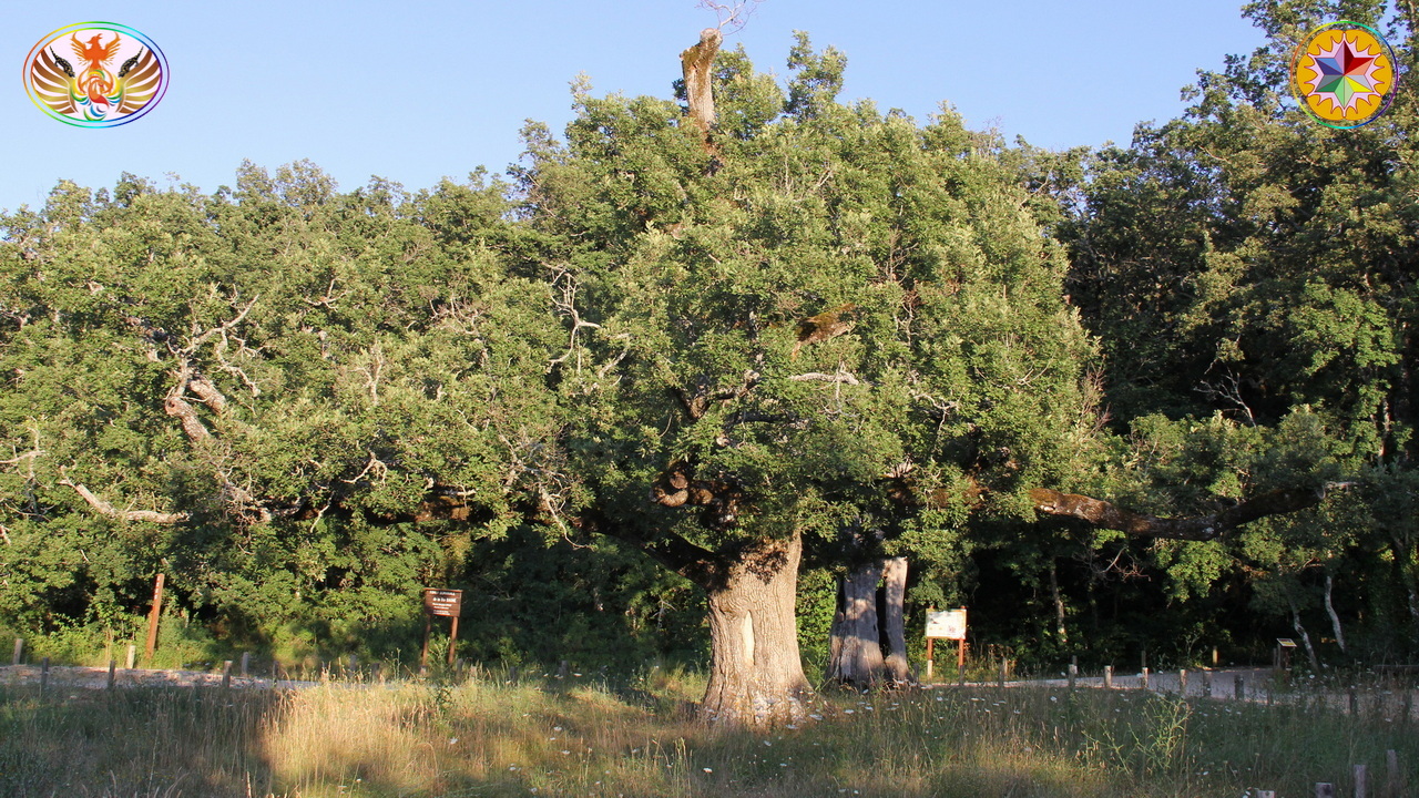 Croix de Lumière, Image de la Sainte-Baume d'Isapierre No 193 