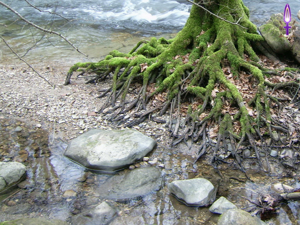 Espace No 14 : Bien s'enraciner est une nécessité vitale pour prendre sa place dans la société, pour s'y fixer afin de rester stoïque face aux turbulences de la Vie...