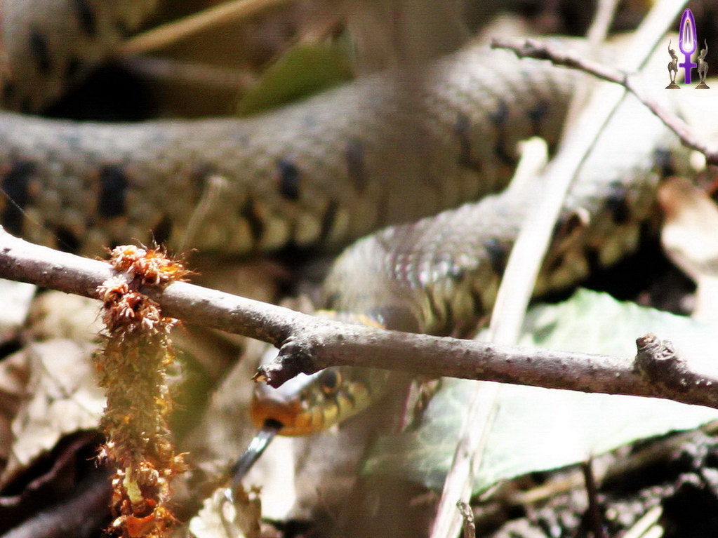 Espace No 50 : Rester dans la Confiance réduit significativement le danger surtout quand il n'existe pas. La langue de cette couleuvre lui permet seulement de voir le visiteur qui vient de la déranger...