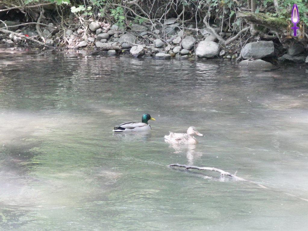 Espace No 54 : Sur votre chemin, vous ferez toujours des rencontres qui seront l'occasion, seulement si vous acceptez la présence des autres,  de découvrir des espaces nouveaux avec ses différents modes de vie...