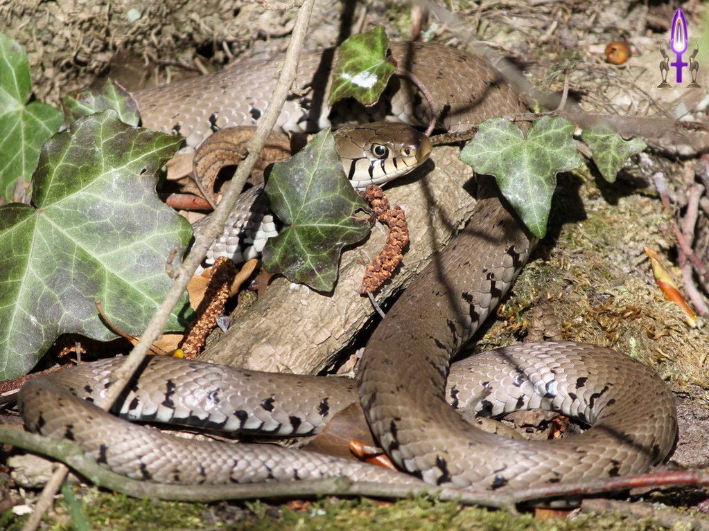 Espace No 62 : Dans le monde, le serpent représente l'Énergie Féminine. C'est l'Uraeus, le cobra porté sur le front par les Pharaons et Déesses de l'Égypte antique, puissant symbole spirituel, transformé en caducée...