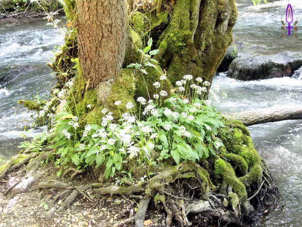 Espace No 65 : Même dans des espaces très tumultueux, l'harmonie naturelle nous confirme autant sa présence que sa puissance, ainsi que sa très grande volonté à émerger dans la Lumière...