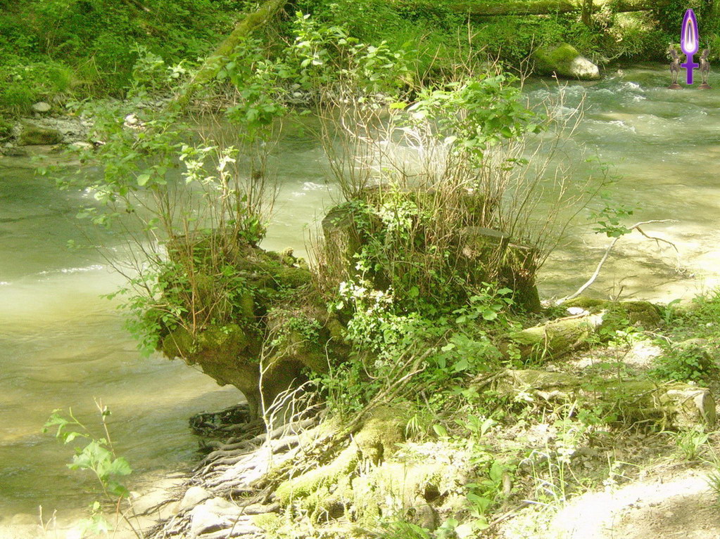 Espace No 80 : Sur les vieilles souches qui semblent aussi inutiles que gênantes, pleins de jeunes pousses dynamiques reprennent le flambeau de la Vie en s'élevant rapidement droit vers la Lumière...